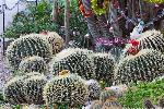 Никитский Ботанический сад + кактусовая оранжерея