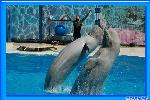 Акватория – театр морских животных