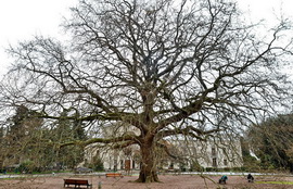 300-летний платан в Нижней Ореанде