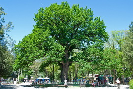 Дуб «Богатырь Тавриды»