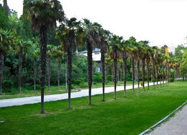 Мисхорский парк