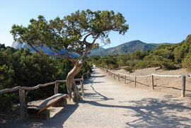 Реликтовая можжевеловая роща