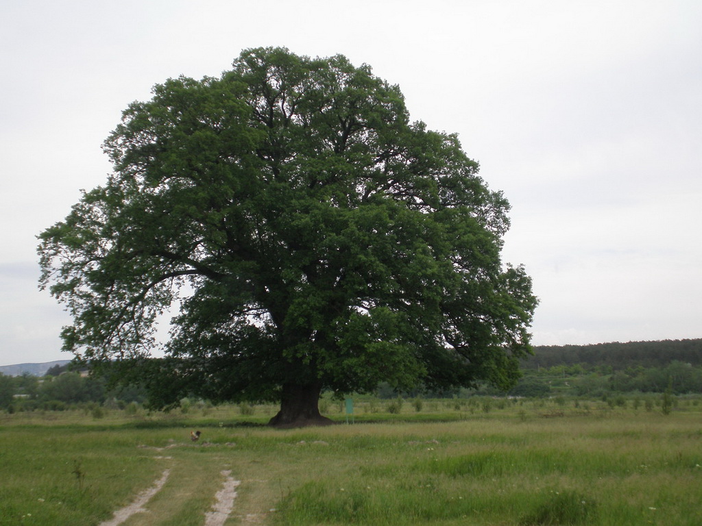 Суворовский Дуб