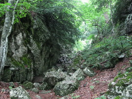 Тисовое ущелье