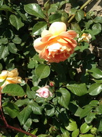 Экскурсия в Никитский ботанический сад из Ялты