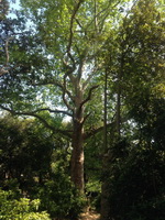 Экскурсия в Никитский ботанический сад из Ялты