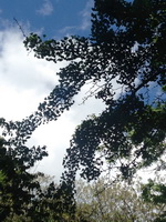 Экскурсия в Никитский ботанический сад из Ялты