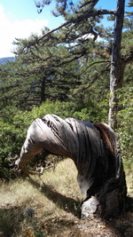 Боткинская тропа здоровья и Ай-Петри