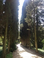 Фотографии Никитского Ботанического сада