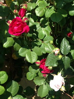 Фотографии Никитского Ботанического сада